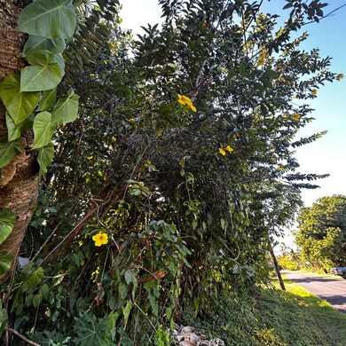 0 S Opae St unit 725855, Pahoa, HI 96778 - photo 6