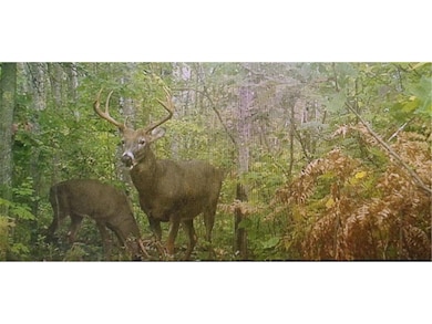 NA Benson Rd, Orienta, WI 54865 - photo 2