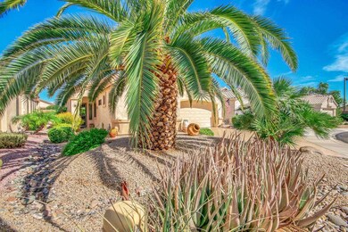 Mature Palm in Front Yard