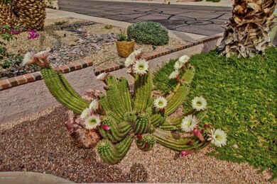 Cactus in front yard in bloom