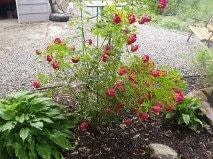 18 Center Ave, North Tonawanda, NY 14120 - photo 3