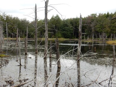 pond-good