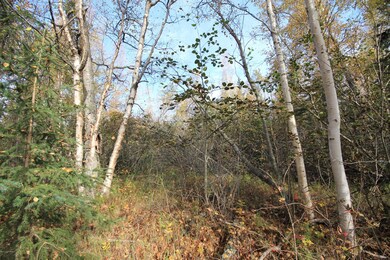 overgrown drive to old cabin site