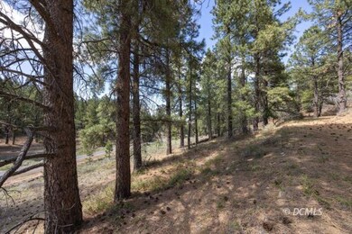 Tall Pine Trees