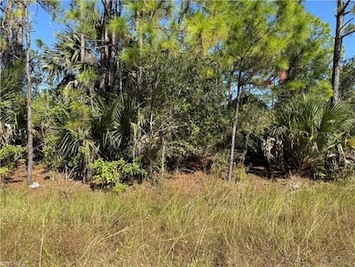 View of local wilderness