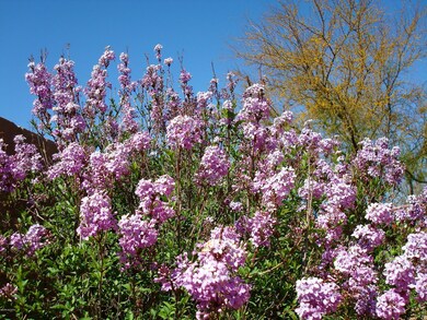 Lilac in Bloom
