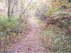 Lots of trails through woods
