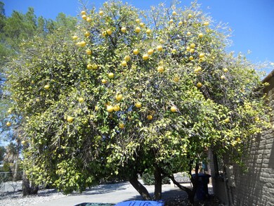 grapefruit tree