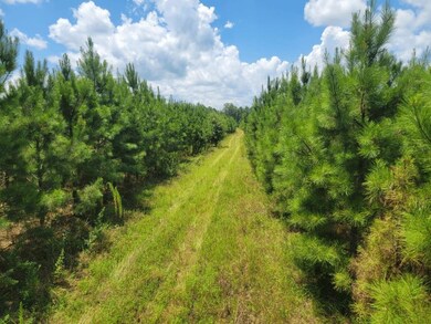 TBD Bethel Rd, Ft. Gaines, GA 39851 - photo 7