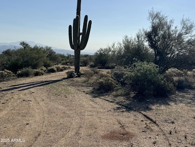 Lots of mature saguaros!!
