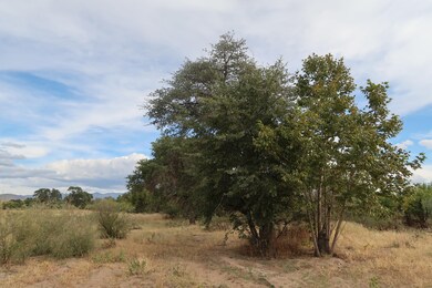 Lots of trees