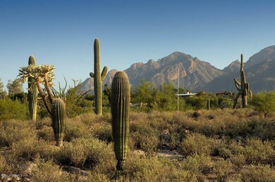 Many Saguaros
