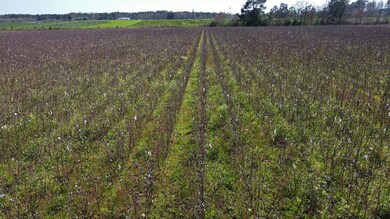 0 Alton Rd, Norman Park, GA 31017 - photo 6