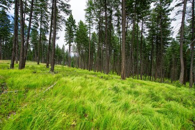 185 Rosewood Ln unit Lot 14, Whitefish, MT 59937 - photo 5