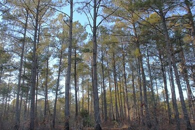 Tbd O G Reynolds Rd, Ellerbe, NC 28338 - photo 2