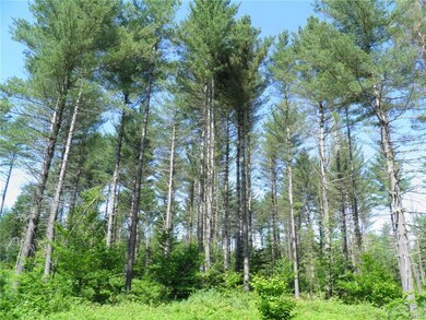 White pine