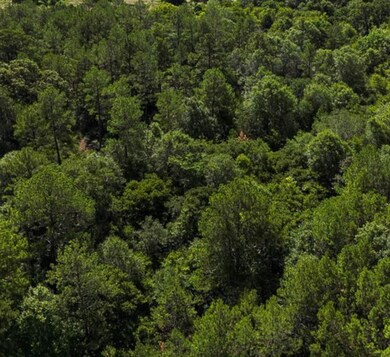 25713 Joseph Rd, Hockley, TX 77447 - photo 5