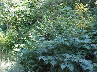 0 214th Rd E unit 667686, Graham, WA 98338 - photo 6