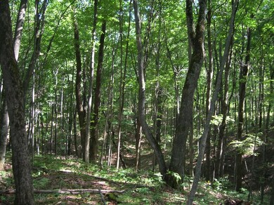 0 White Ash Trail unit (Parcel 64) 302957, Vanderbilt, MI 49795 - photo 5