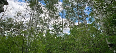 View of local wilderness