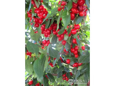 Make your own cherry pie!