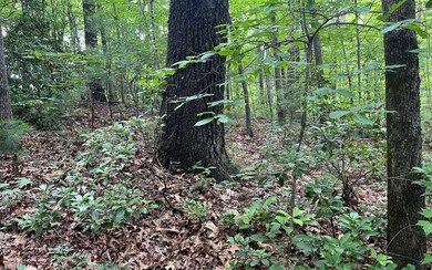 Additional View