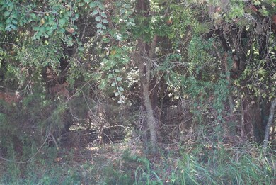 7085 Cedar Valley Dr, Whitney, TX 76692 - photo 4