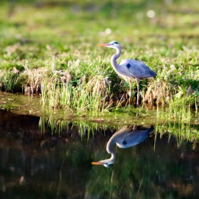 005 visitor to the pond