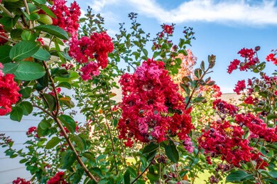 Flowers!