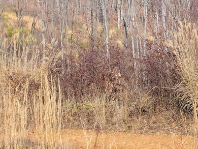 Mix of open and wooded.
