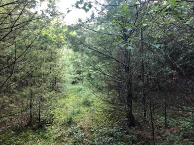 Tuttle Lane Pic 2