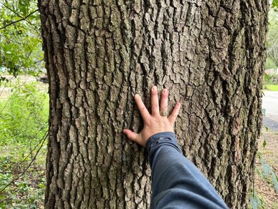 0 Live Oak Ln unit LotWP001, Barnwell, SC 29812 - photo 2