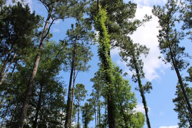 0 N Old Us Rd unit 23669197, Marianna, FL 32447 - photo 3