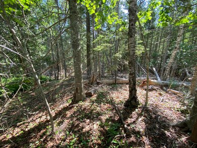 Hard & Soft Woods