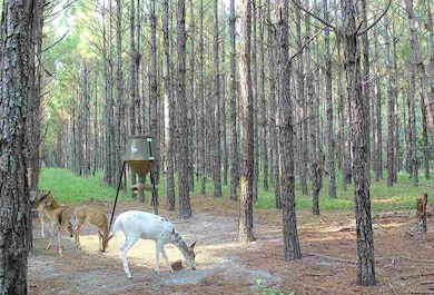 000 NW 78th Ave, Newberry, FL 32669 - photo 6