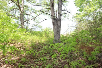 0 Sallys Ridge