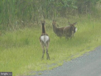 0 Toddville Rd unit 1001675997, Toddville, MD 21672 - photo 2