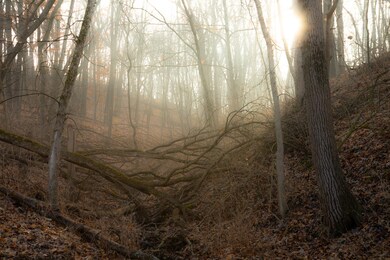 Lot 1 East St, Berlin Township, IL 61356 - photo 4