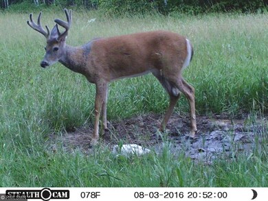 Lots of different bucks on this beautiful property