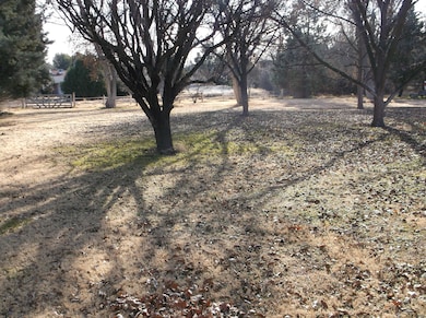 Nice Mature Trees