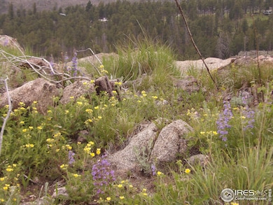 3434 Davis Ranch Rd, Bellvue, CO 80512 - photo 6