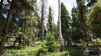 Mature Trees and New Growth