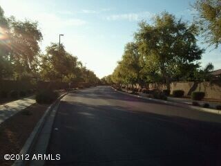 Tree Lined Streets