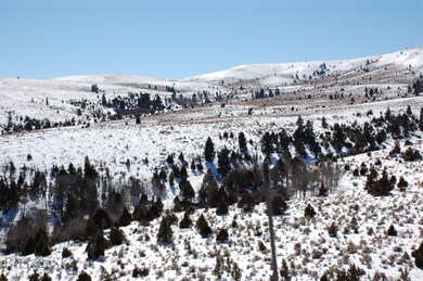 Topography and Trees