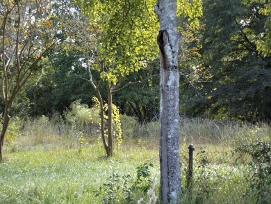 Mandrake yard 1