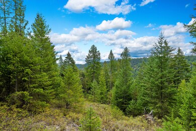 Lush evergreens offer privacy and natural beauty across the property