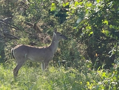 Tbd Co Rd 382, Carlton, TX 76436 - photo 4