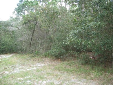 Wooded Area Behind Home