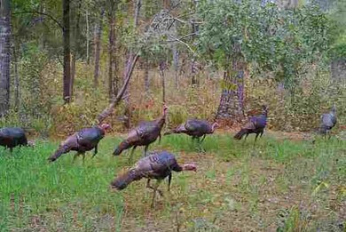 XX Narvaez Trail, Crawfordville, FL 32327 - photo 6