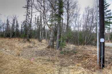 White Spruce 2